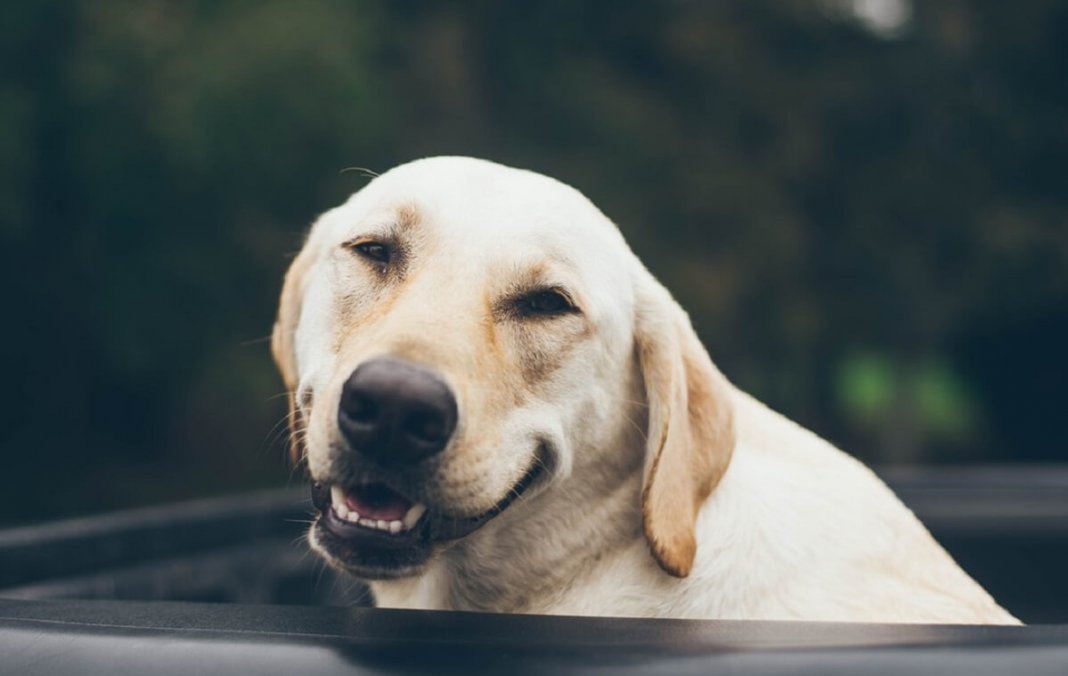 A gentileza é o sorriso do coração