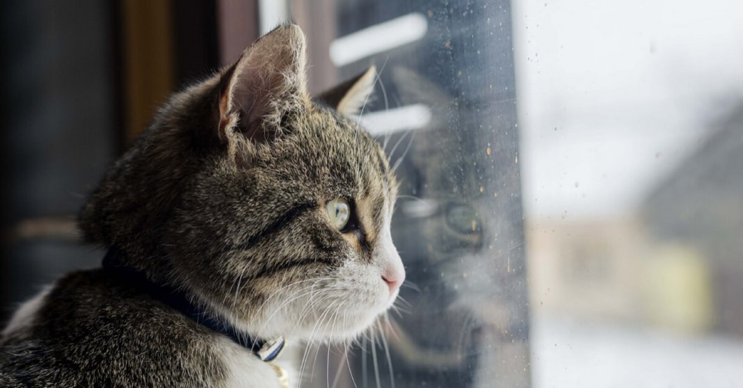 Os gatos nos ensinam que o amor de verdade sempre volta para casa