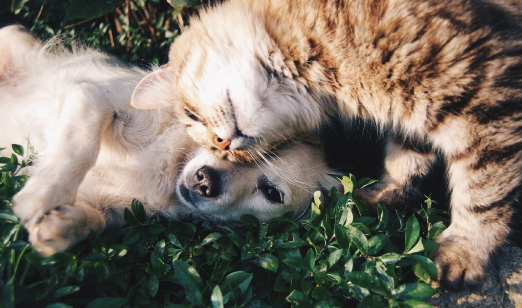 Cães e gatos fazem parte da família, sim!